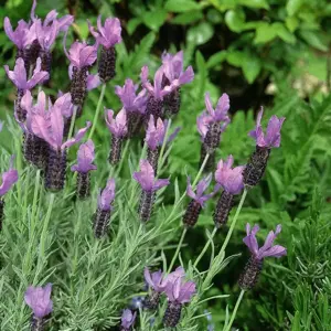 Lavandula 'Willow Vale'